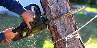 Best Tree Disease Treatment  in White Settlement, TX