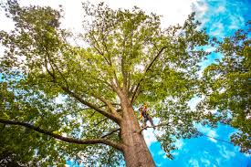 Mulching Services in White Settlement, TX