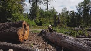 Best Hazardous Tree Removal  in White Settlement, TX