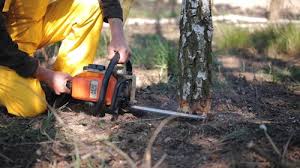 Best Utility Line Clearance  in White Settlement, TX
