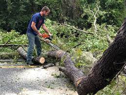 How Our Tree Care Process Works  in  White Settlement, TX