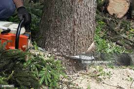 Best Tree Maintenance Programs  in White Settlement, TX
