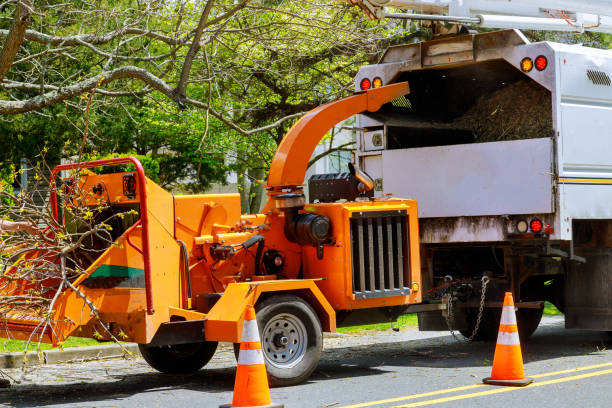 Best Storm Damage Tree Cleanup  in White Settlement, TX