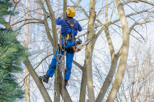 Trusted White Settlement, TX Tree Services Experts