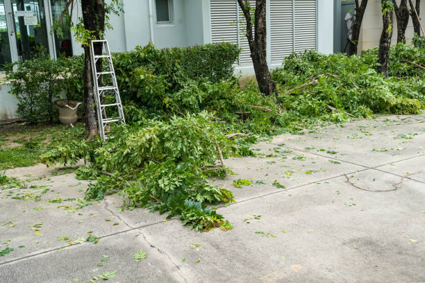 Best Tree and Shrub Care  in White Settlement, TX
