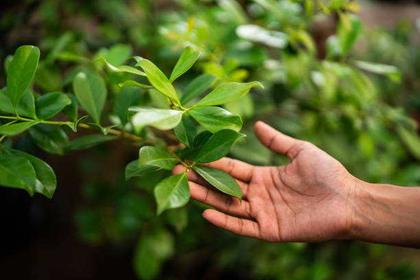 Best Tree Mulching  in White Settlement, TX