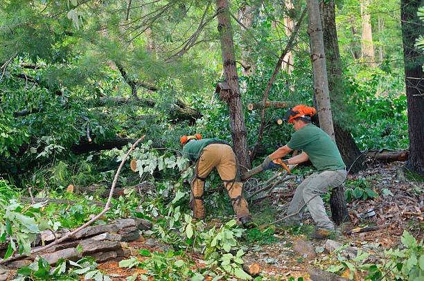 Best Firewood Processing and Delivery  in White Settlement, TX