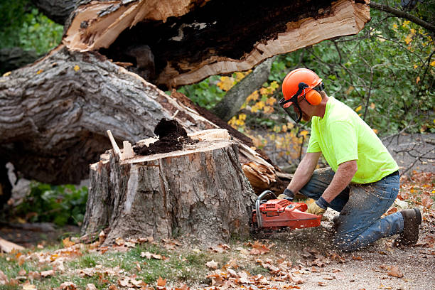 Best Lawn Grading and Leveling  in White Settlement, TX