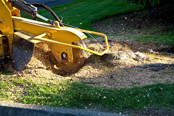 Best Emergency Tree Removal  in White Settlement, TX