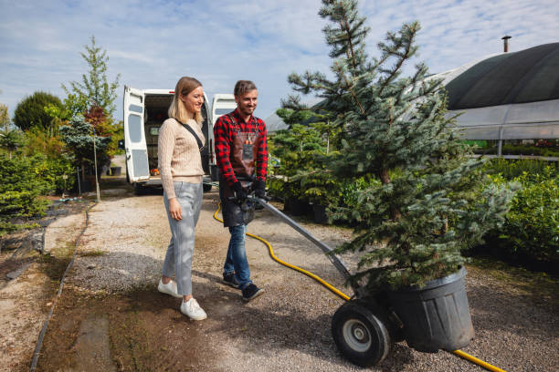 Best Stump Grinding and Removal  in White Settlement, TX