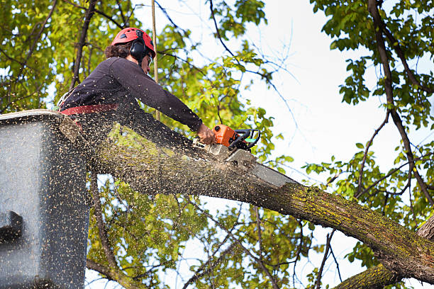 Best Lawn Maintenance Plans  in White Settlement, TX