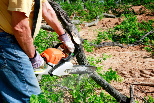 Best Palm Tree Trimming  in White Settlement, TX