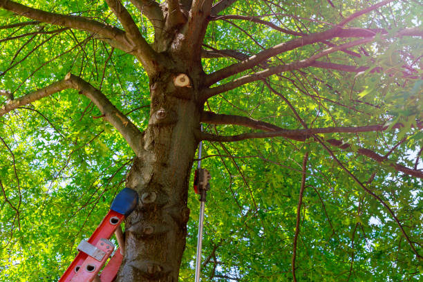 Best Commercial Tree Services  in White Settlement, TX